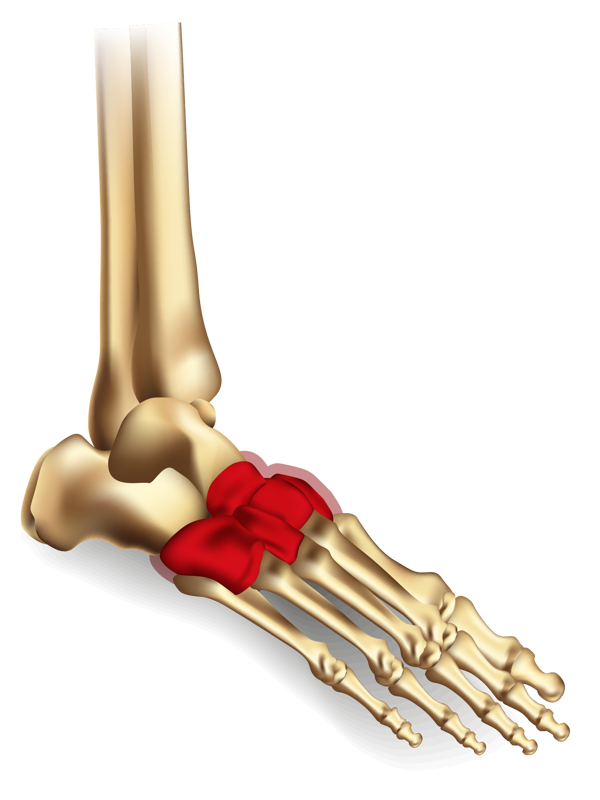 Ankle Diagrams Midfoot